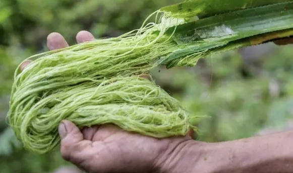 Pineapple Fiber JoinTop | Custom Hat Manufacturer Supplier | OEM ODM Headwear Factory Pineapple Fiber